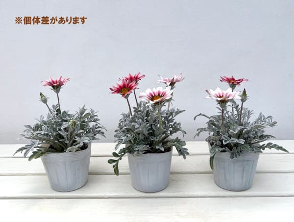 シルバーリーフガザニア（苗） | 花、ガーデニング のおすすめ人気商品