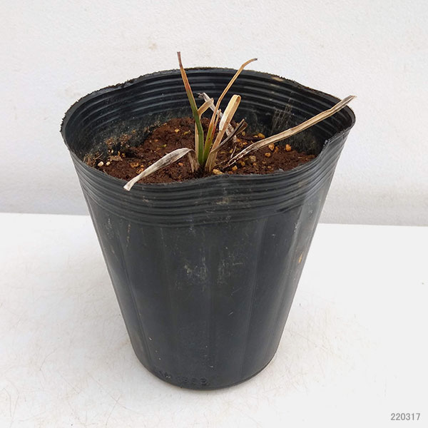 トリトマ 苗(花の苗)の商品一覧|苗 | 花、ガーデニング 通販 トリトマ 苗(花の苗)の商品一覧|苗 | 花、ガーデニング 通販