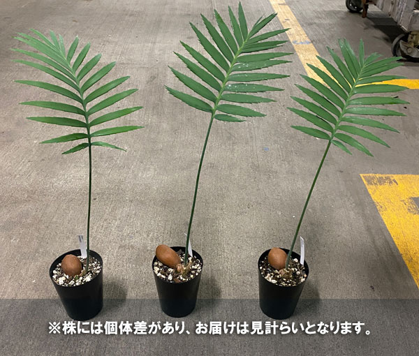 ソテツ ディオーンのおすすめ人気商品一覧 通販 - Yahoo!ショッピング