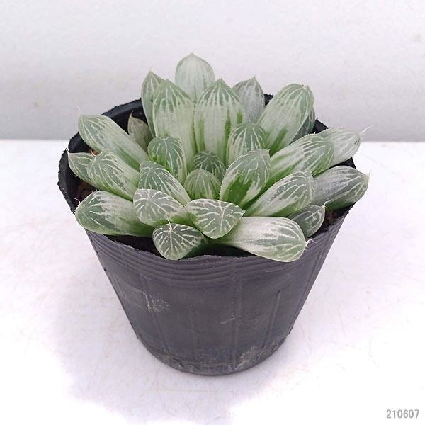 観葉植物 ハオルチア オブツーサ フェリフェラ錦 2.5号ポット : 園芸