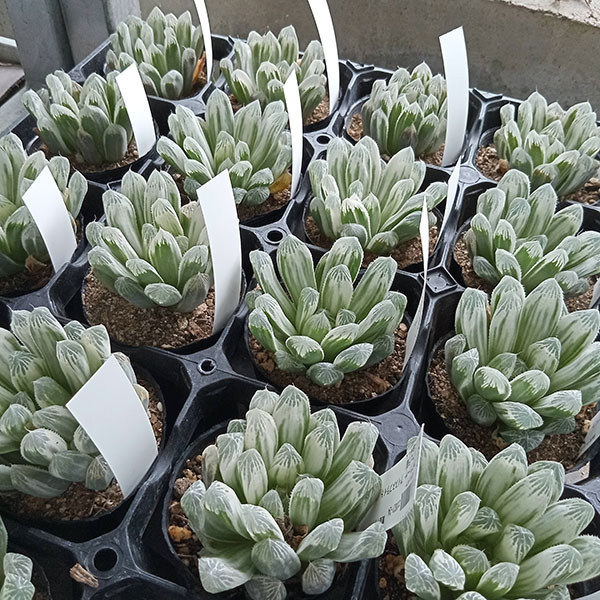 観葉植物 ハオルチア オブツーサ フェリフェラ錦 2.5号ポット : 園芸