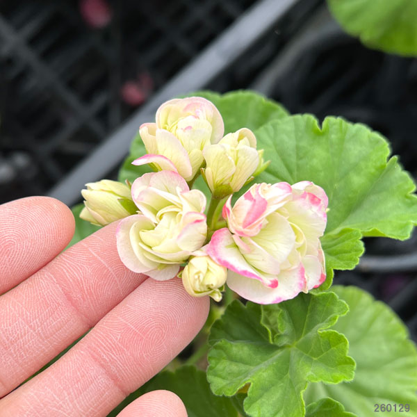 ゼラニウム 苗のおすすめ人気商品一覧 通販 - Yahoo!ショッピング