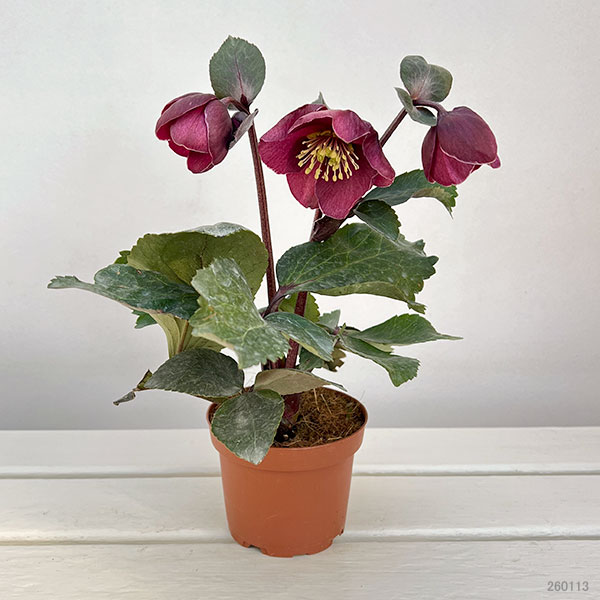 園芸ネット - クリスマスローズ開花株｜Yahoo!ショッピング