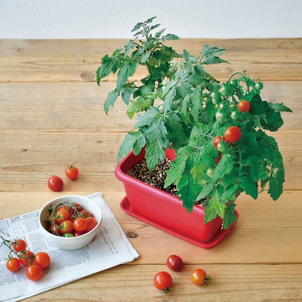 エンジョイプランター ベジ ミニトマト プランターでミニトマトを