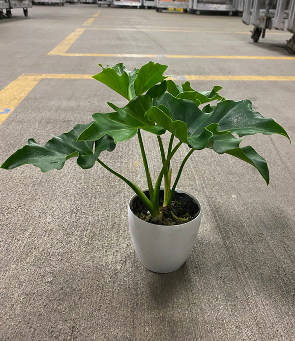 観葉植物 フィロデンドロン セローム 3.5号の詳細画像3