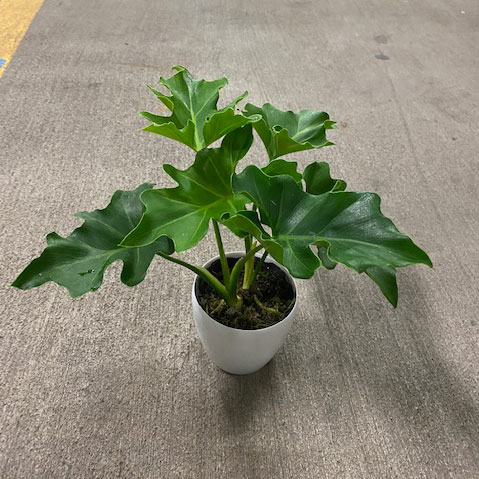 観葉植物 フィロデンドロン セローム 3.5号の詳細画像4
