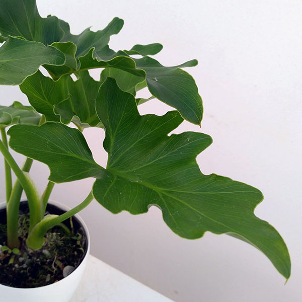 観葉植物 フィロデンドロン セローム 3.5号の詳細画像2