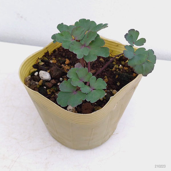 草花の苗 サマーセール (わけあり特価)オダマ...の詳細画像1