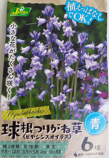 球根 26年9月中下旬予約 シラー 球根つりが...の詳細画像1