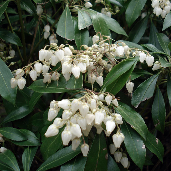 花木 庭木の苗 アセビ（馬酔木・アシビ） 琉球アセビ（白花）5号ポット