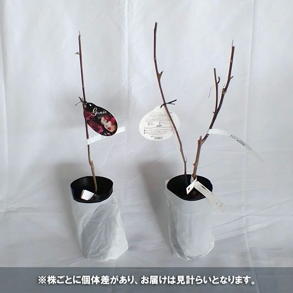 花木 庭木の苗/モクレン（マグノリア）：ジェニー4号ポット｜engei｜05