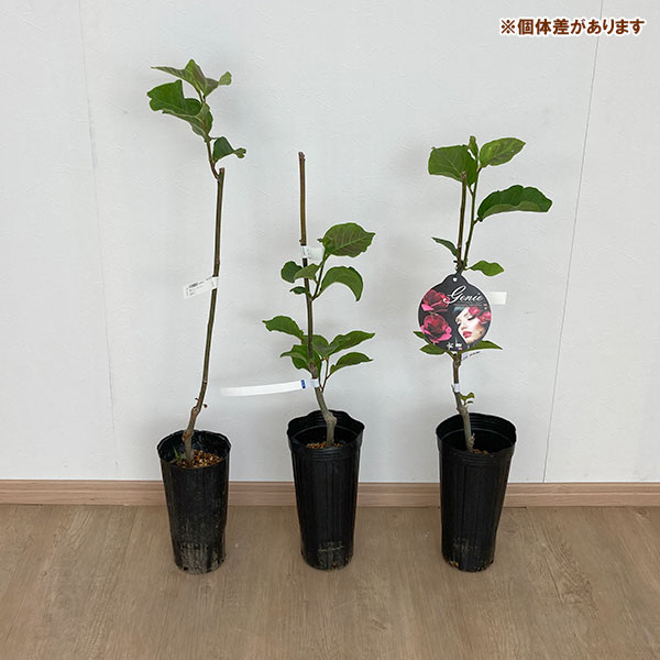 花木 庭木の苗/モクレン（マグノリア）：ジェニー4号ポット｜engei｜03