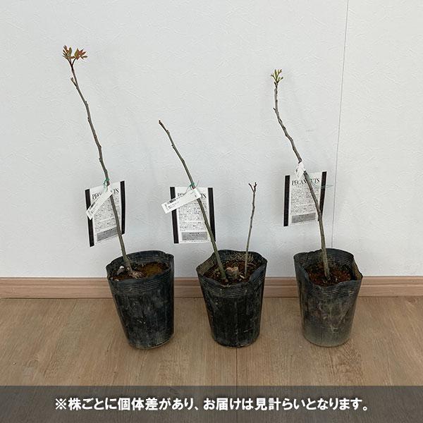 果樹の苗/ピーカンナッツ5号ポット｜engei｜03