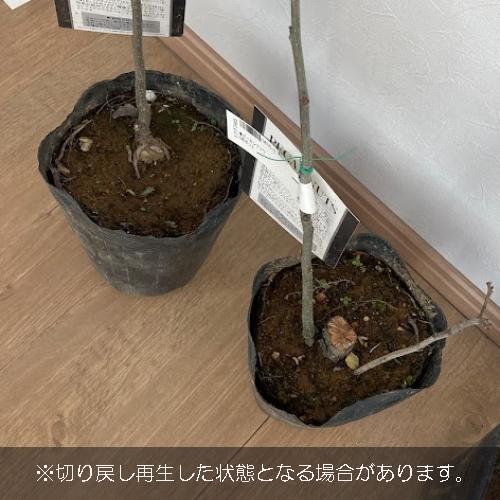 果樹の苗/ピーカンナッツ5号ポット｜engei｜02