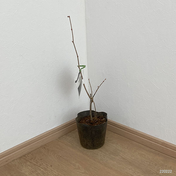 果樹の苗/アメリカンヘーゼルナッツ（西洋ハシバミ）：サカジャウェア4.5号ポット｜engei｜02