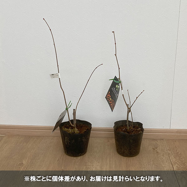 果樹の苗/アメリカンヘーゼルナッツ（西洋ハシバミ）：サカジャウェア4.5号ポット｜engei｜03