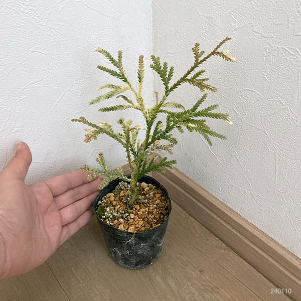 花木 庭木の苗 ヒノキアスナロ(青森ヒバ) 津...の詳細画像3
