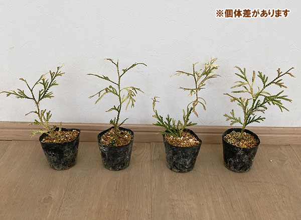 花木 庭木の苗 ヒノキアスナロ(青森ヒバ) 津...の詳細画像5