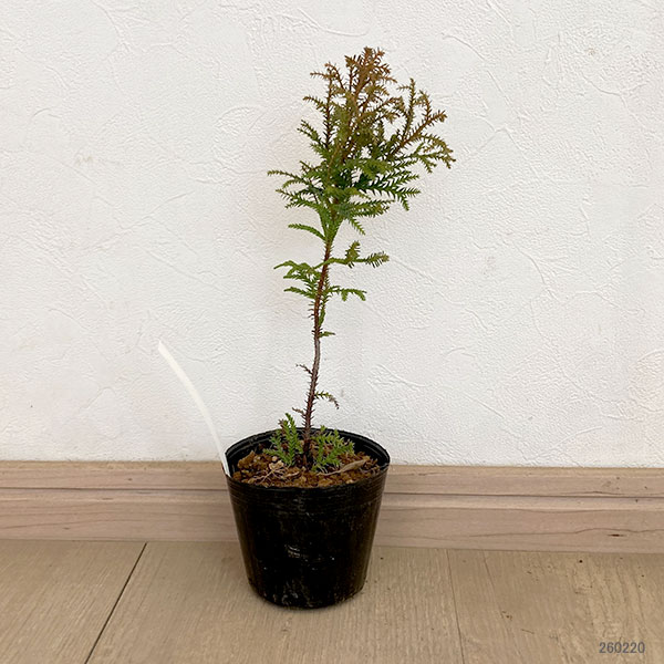 花木 庭木の苗 ヒノキアスナロ(青森ヒバ) 津...の詳細画像1
