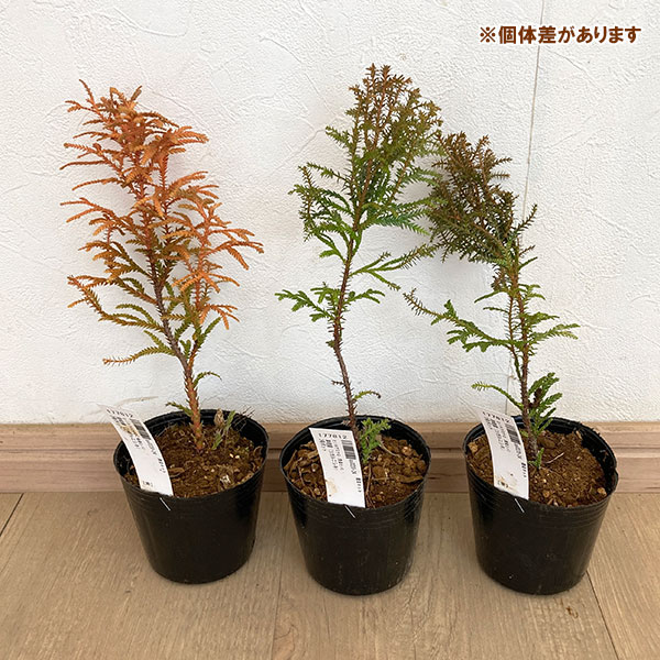 花木 庭木の苗 ヒノキアスナロ(青森ヒバ) 津...の詳細画像2