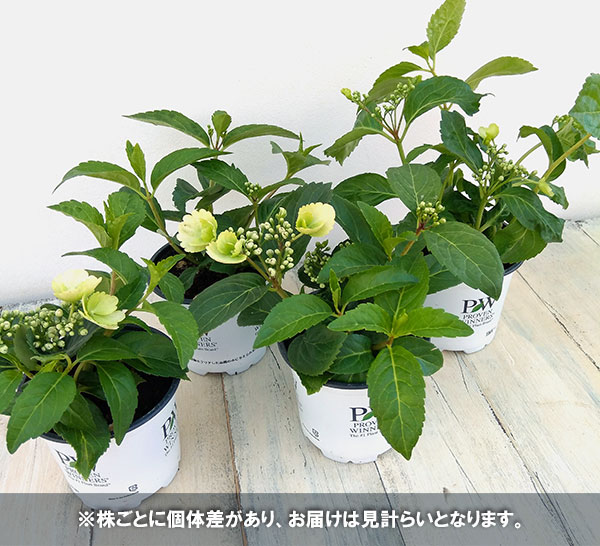 花木 庭木の苗 26年9月中下旬予約 ラグラン...の詳細画像2