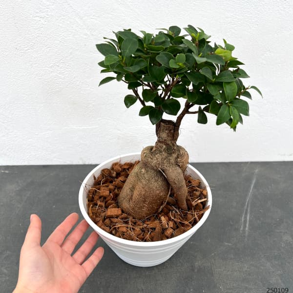 観葉植物 ガジュマル盆栽仕立て 7号鉢植えの詳細画像1
