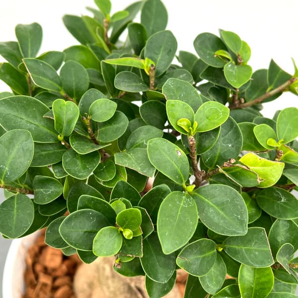 観葉植物 ガジュマル盆栽仕立て 7号鉢植えの詳細画像2
