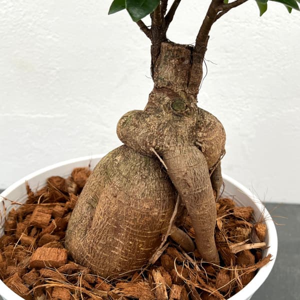 観葉植物 ガジュマル盆栽仕立て 7号鉢植えの詳細画像3