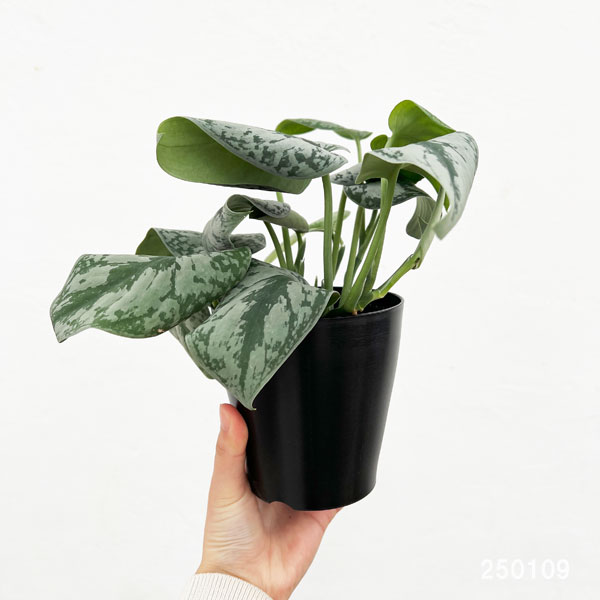 スキンダプサスのおすすめ人気商品一覧 通販 - Yahoo!ショッピング