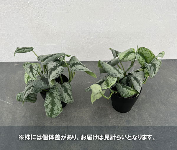 スキンダプサスのおすすめ人気商品一覧 通販 - Yahoo!ショッピング