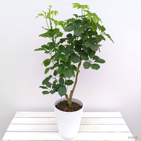 観葉植物 シェフレラ アルボリコラ マルコ7号鉢植え 園芸ネット 通販 Yahoo ショッピング