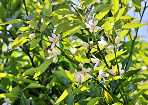 果樹の苗 スダチ4〜5号ポット : 園芸ネット - 通販 - Yahoo!ショッピング