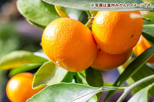 ゆら早生みかん苗木（果樹の苗、苗木）の商品一覧｜苗木、植木