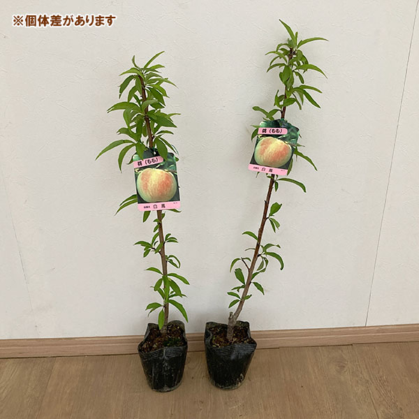 桃苗木 白鳳・黄金桃 4本セット はくとう 桃苗木 白鳳・黄金桃 4本セット はくとう 桃苗木 白鳳・黄金桃