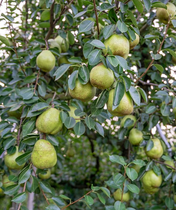 た*や様 洋ナシのコ KL01-26A【先行予約】洋梨 ラ・フランス 約3kg