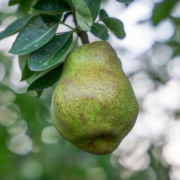 た*や様 洋ナシのコ 果樹の苗 セイヨウナシ（西洋梨） ラ・フランス4〜5号ポット : 園芸