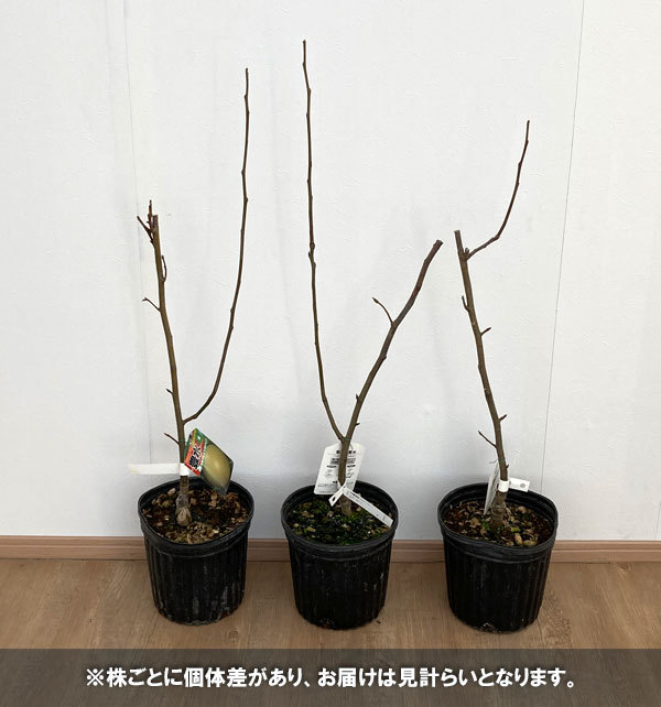 果樹の苗/ナシ（梨）：ホウスイ（豊水）4〜5号ポット｜engei｜04