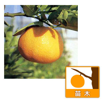 果樹の苗 イヨカン(伊予柑)4〜5号ポットの詳細画像4