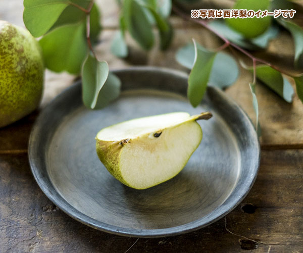 果樹の苗 セイヨウナシ(西洋梨) ゼネラル・レ...の詳細画像3
