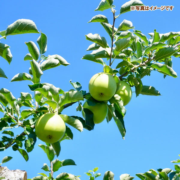 果樹の苗/リンゴ：いわい（祝）4〜5号ポット｜engei｜03