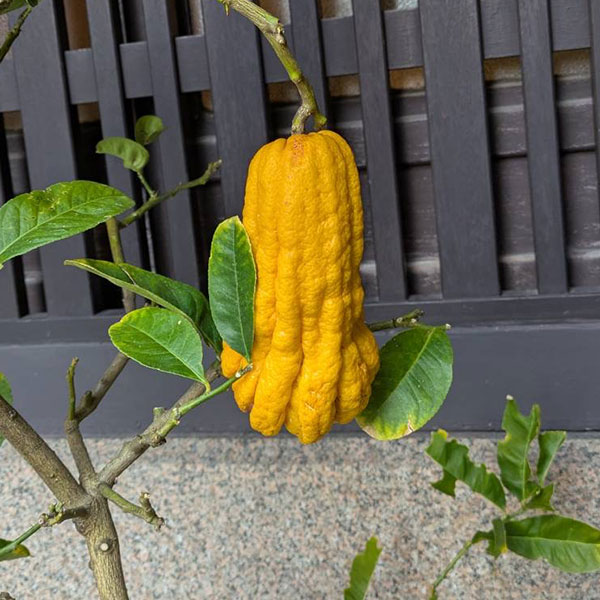 仏手柑のおすすめ人気商品一覧 通販 - Yahoo!ショッピング