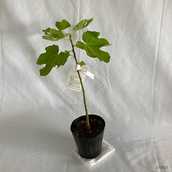 果樹の苗 イチジク バナーネ4〜5号ポット : 園芸ネット - 通販 - Yahoo