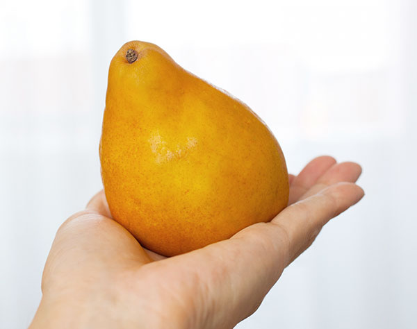 果樹の苗 セイヨウナシ(西洋梨) オーロラ4号ポットの詳細画像4