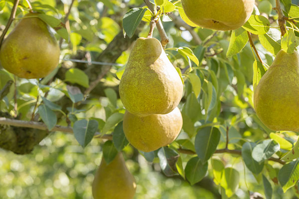 果樹の苗 セイヨウナシ(西洋梨) オーロラ4号ポットの詳細画像1