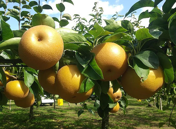 果樹の苗 ナシ(梨) あきづき4〜5号ポットの詳細画像3