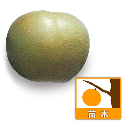 果樹の苗 ナシ(梨) あきづき4〜5号ポットの詳細画像4