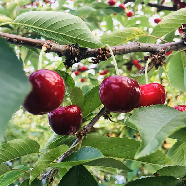 果樹の苗 サクランボ べにしゅうほう(紅秀峰)...の詳細画像3