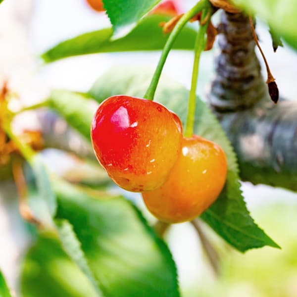果樹の苗 サクランボ べにしゅうほう(紅秀峰)...の詳細画像4