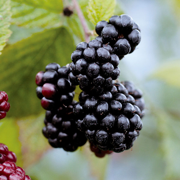 ブラックベリー 苗 トリプルクラウンのおすすめ人気商品一覧 通販