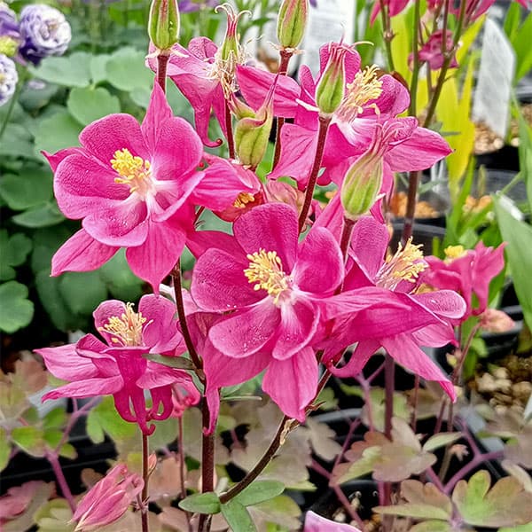 オダマキのおすすめ人気商品一覧 通販 - Yahoo!ショッピング